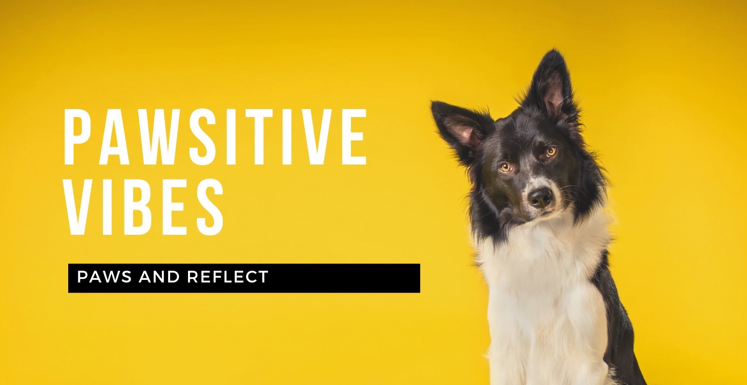 Pawsitive Vibes-Therapy Dogs and Stress