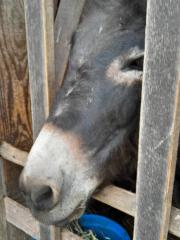 Matthias Oberscheider