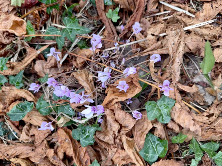 Flowers in autumn / fall