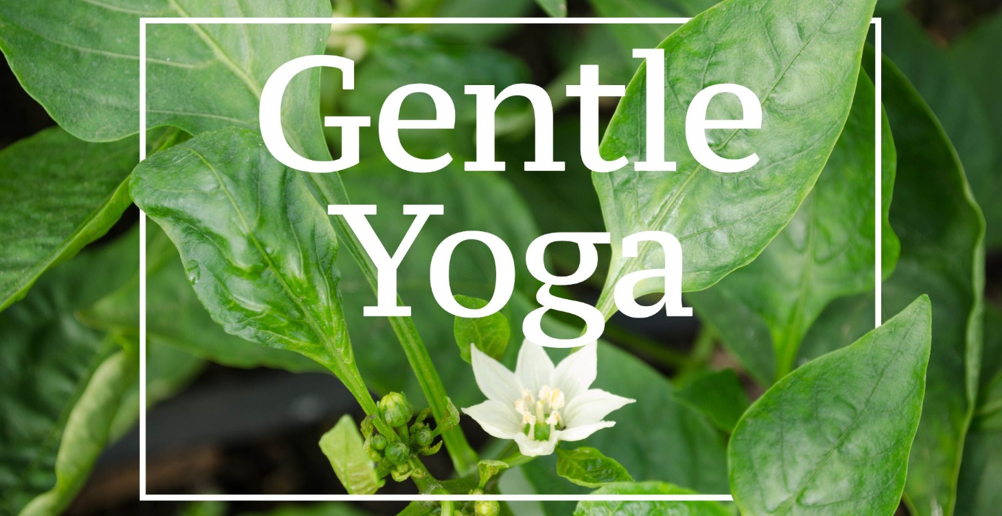 Gentle Yoga