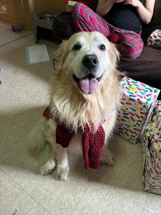 Why We Love Our Pets (and How They Make Us Better Humans)