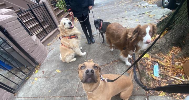 Pet Lovers!