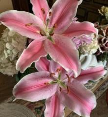 Pretty Lily