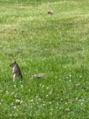 Bill Bill