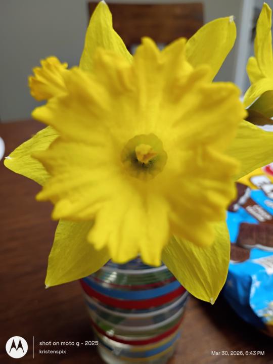 Pretty spring flowers,
