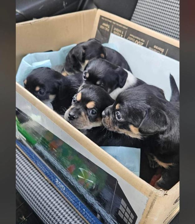 Puppies!