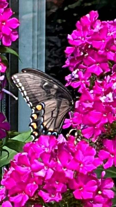 Epifanía Ferrel Garcia