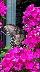 Epifanía Ferrel Garcia