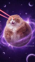 Miaou Petit chat.com