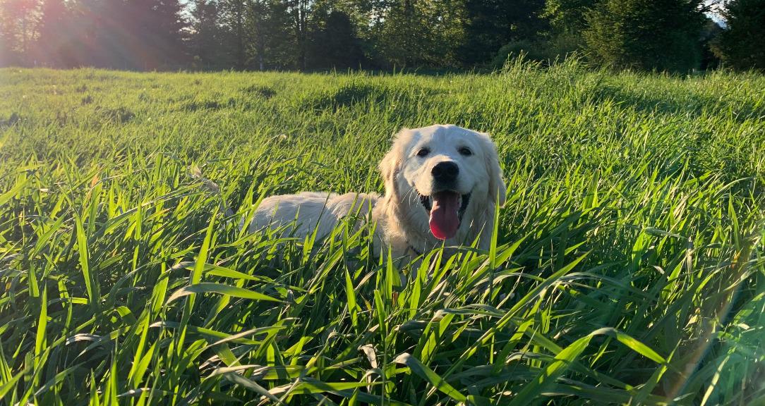 Doggos
