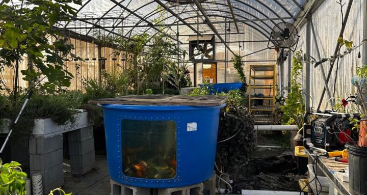 The Aquaponics Oasis