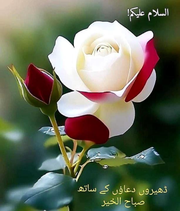 Hina Qasim