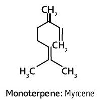 Monoterpenes 