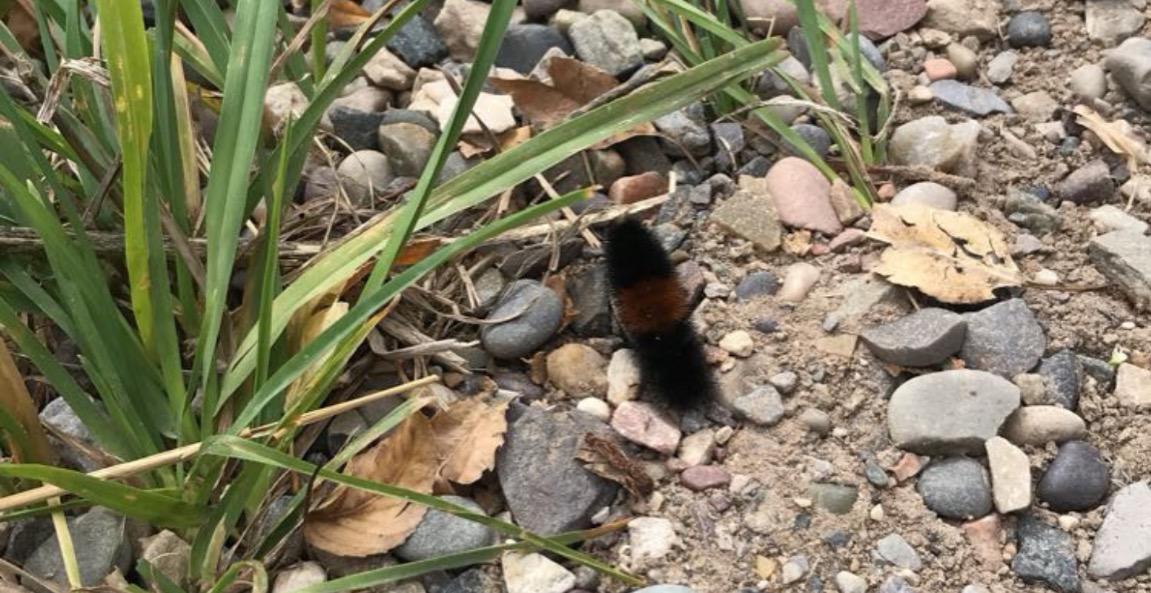 Metamorphosis: An Energetic Awakening