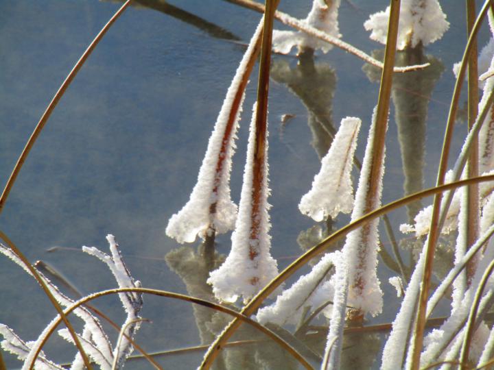 Celebrating Hoar Frost
