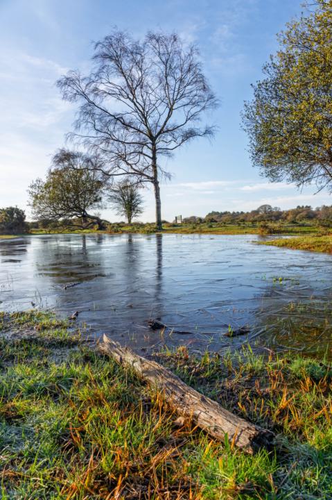 Cold in the New Forest UK