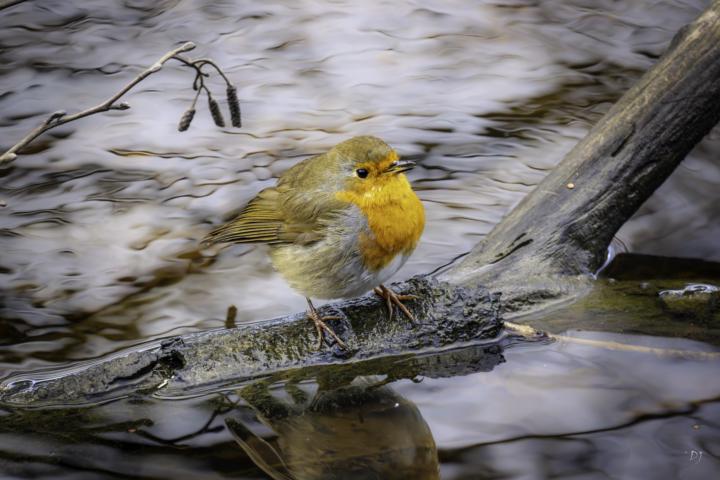 New Lens Sony 70-350 G