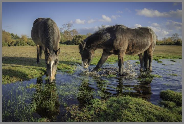 Water Ponies.