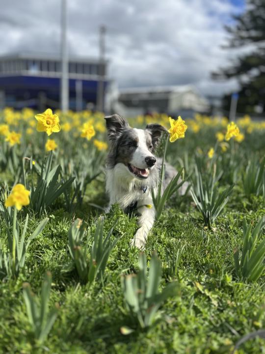 My cute grand fur baby
