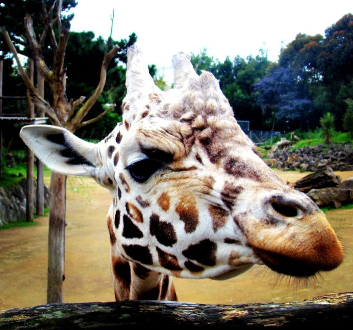 Close encounter of the giraffe kind