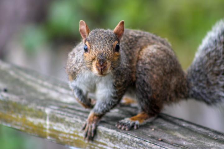Squirreling around