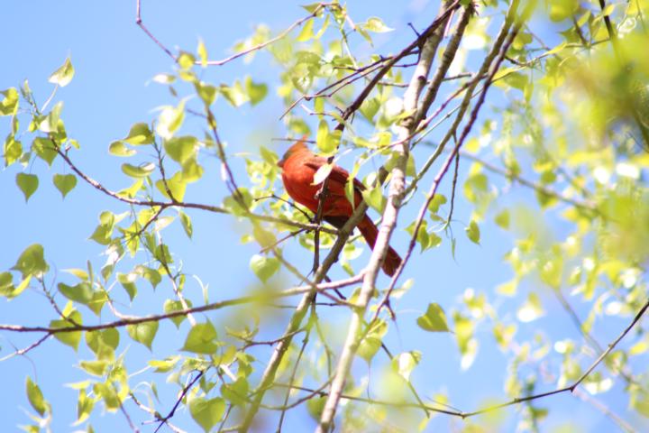 Cardinal on a branch