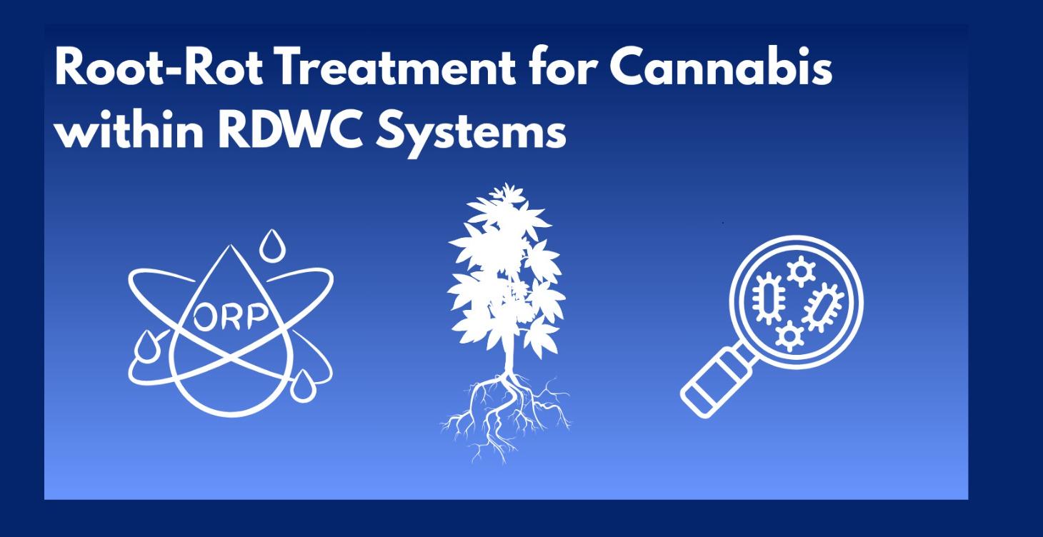 Root-Rot Treatment for Cannabis within RDWC