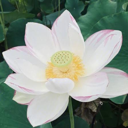 Yang Hsinyun
