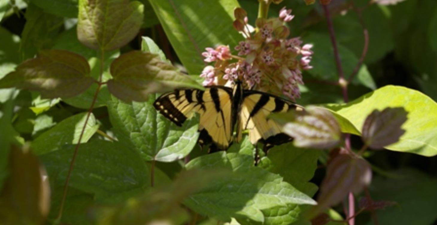 Intro: Embracing Nature & Adventure at Summer Camp