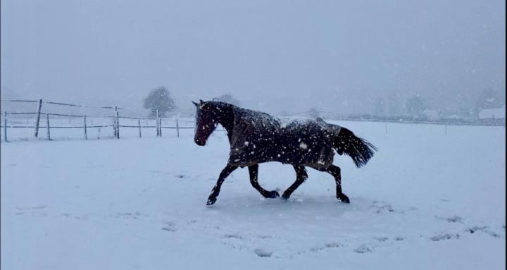 Inclusive Horse Riding Coach