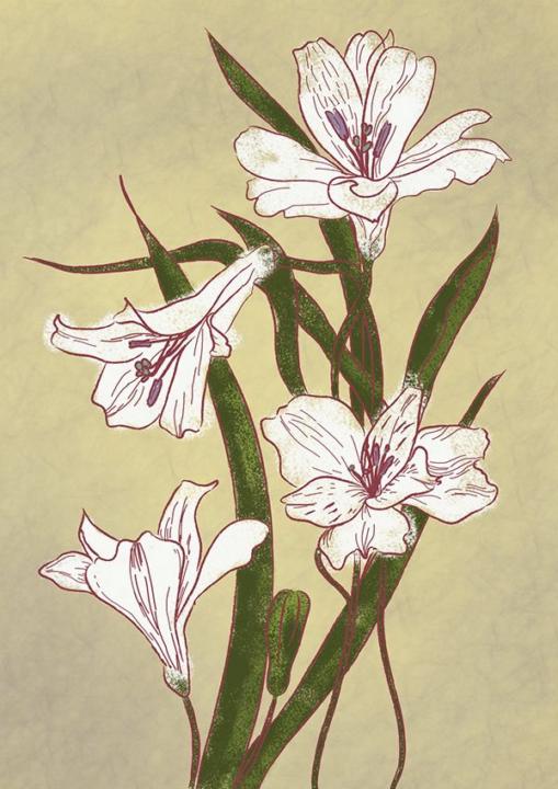 Arden Loh