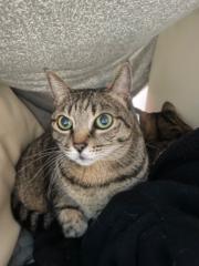 Tika Chan