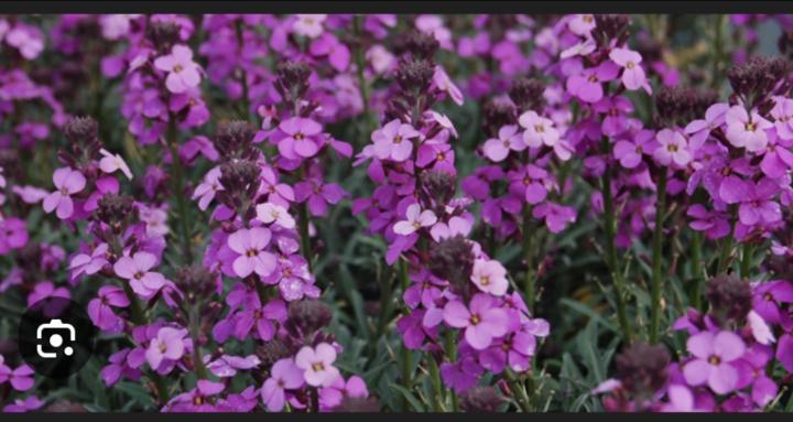 God’s Blooming Wallflowers