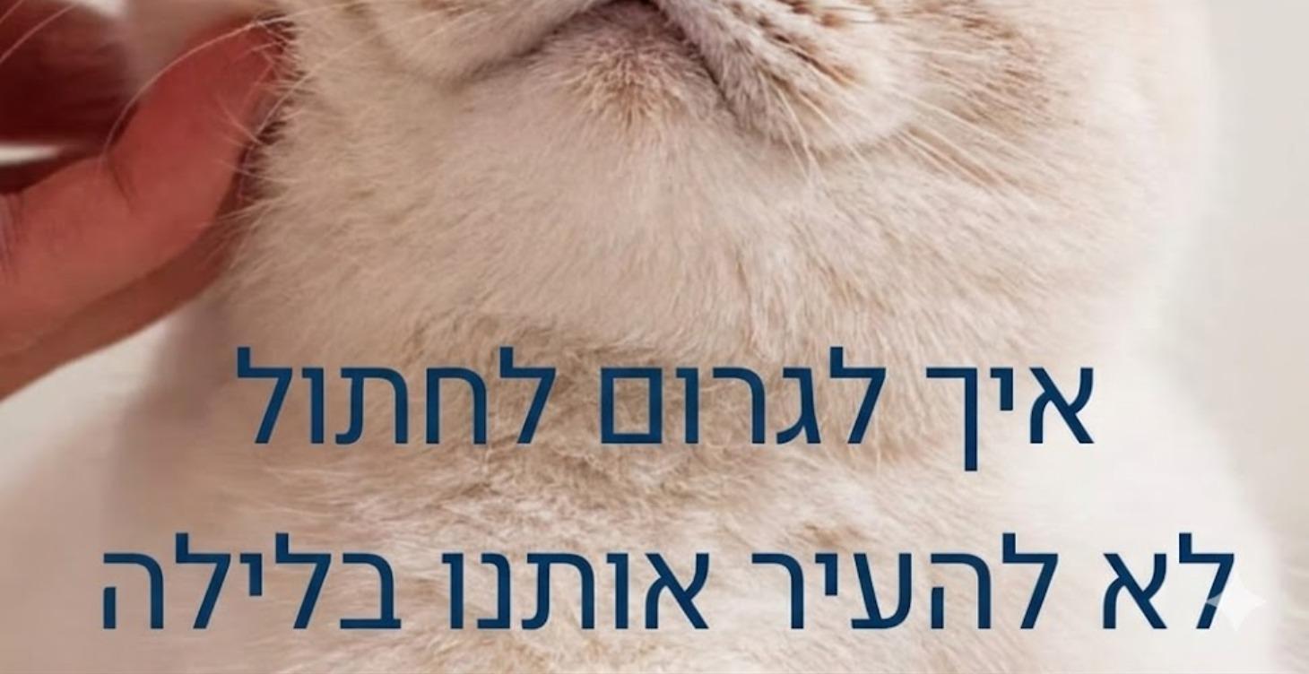 איך לגרום לחתול לא להעיר אותך בלילה- הקלטה 9.6