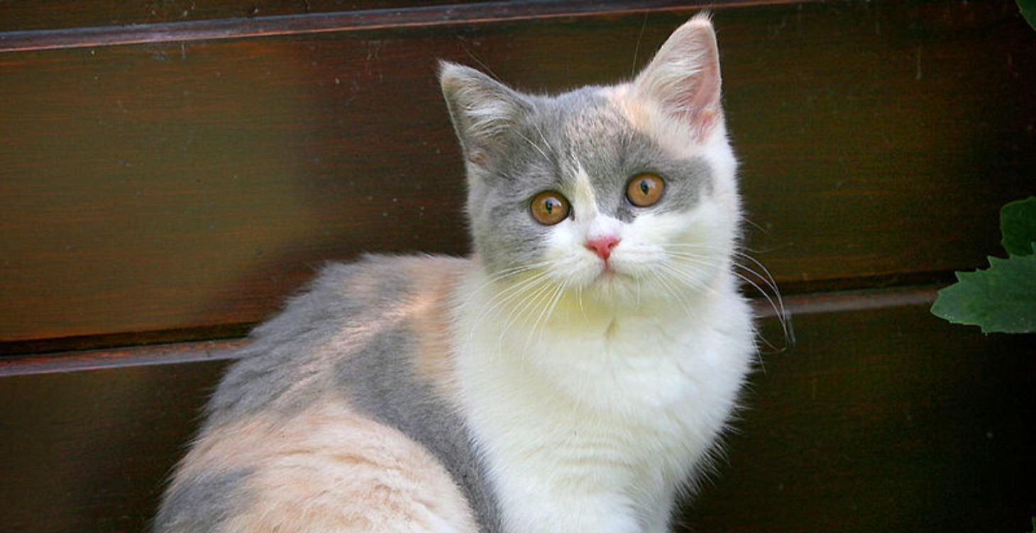 איך להכין חתול למצב חירום כמו מלחמה