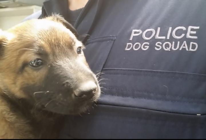So you think you have a potential police dog?