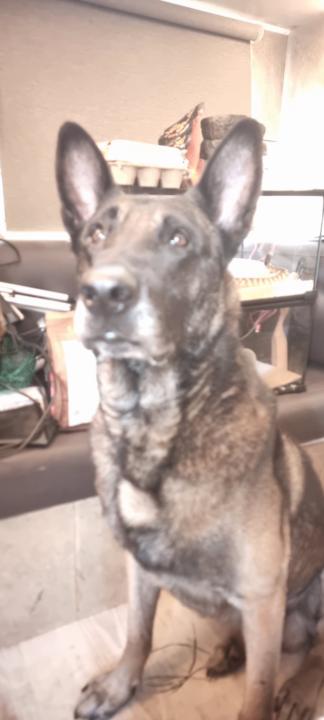 Let's see your puppies 🐶 