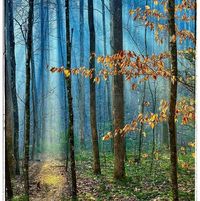 Heather Stiefelmeyer-Mills