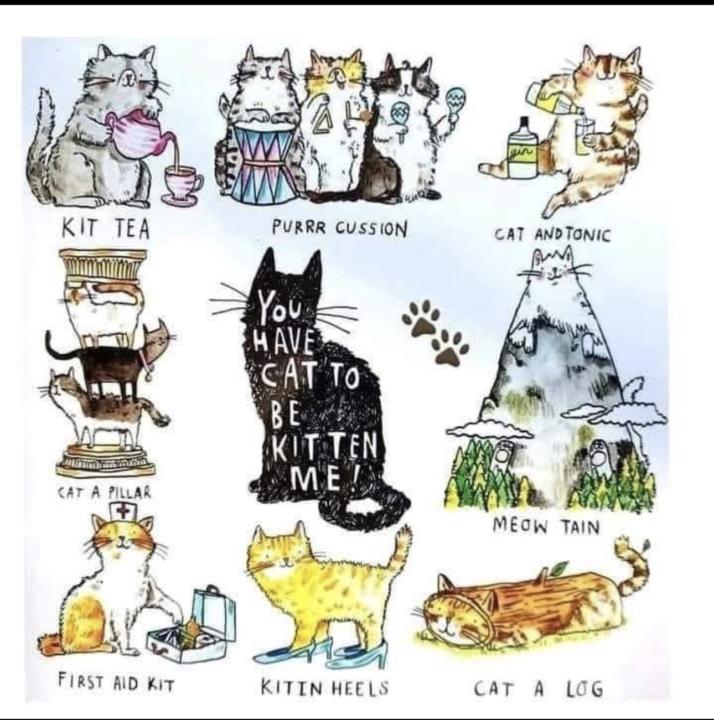✨🐱 Cat Mom Lifestyle Vibes 🐱✨