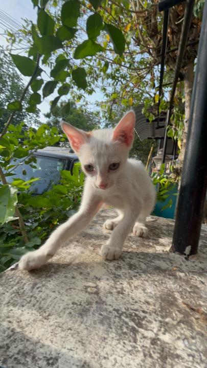 Dheeksha S. Venkatesh