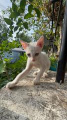 Dheeksha S. Venkatesh