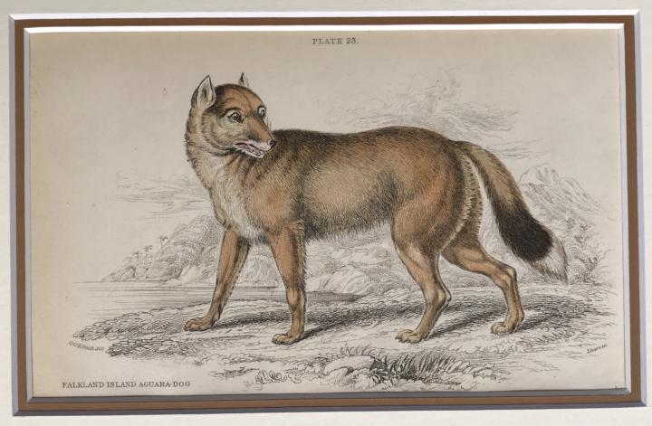 This dog is now extinct 