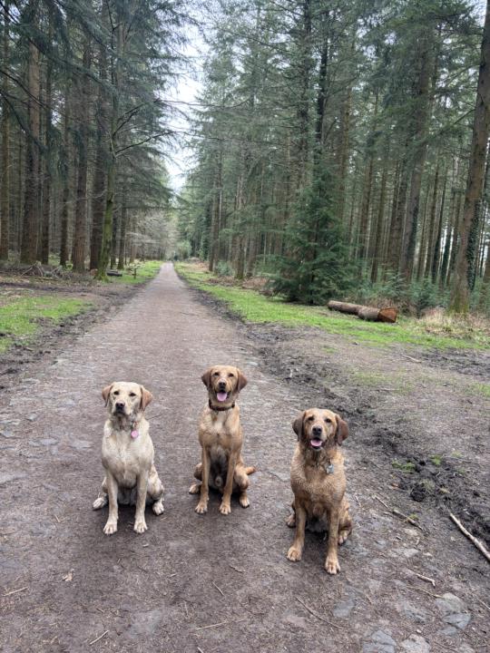 A well exercised dog is a happy dog ❤️