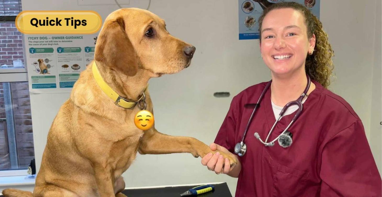 Amy’s Dog Care Tips