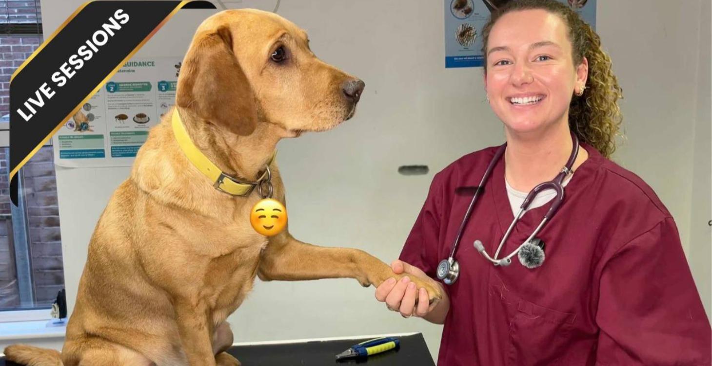 Dog Care with Amy