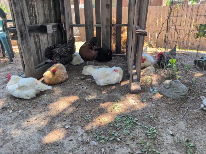 Free-Range vs. Contained: What's Actually Best in Summer?