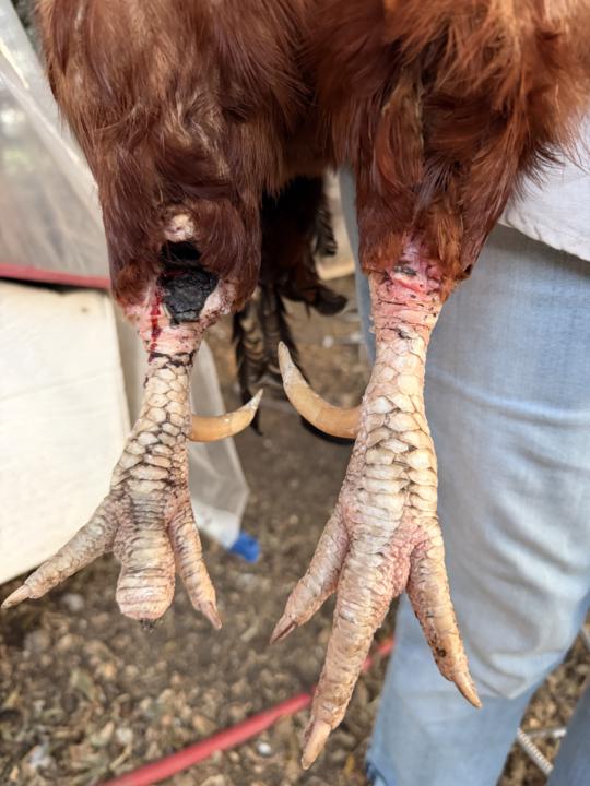 Need some advice on a wound