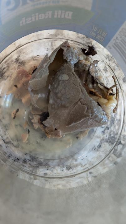 Big thanks to our resident chicken vet and a story worth sharing! 