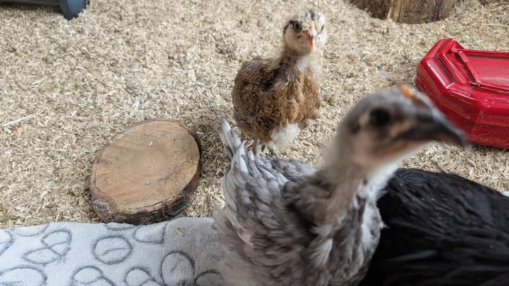 Chicken math and pity chickens 