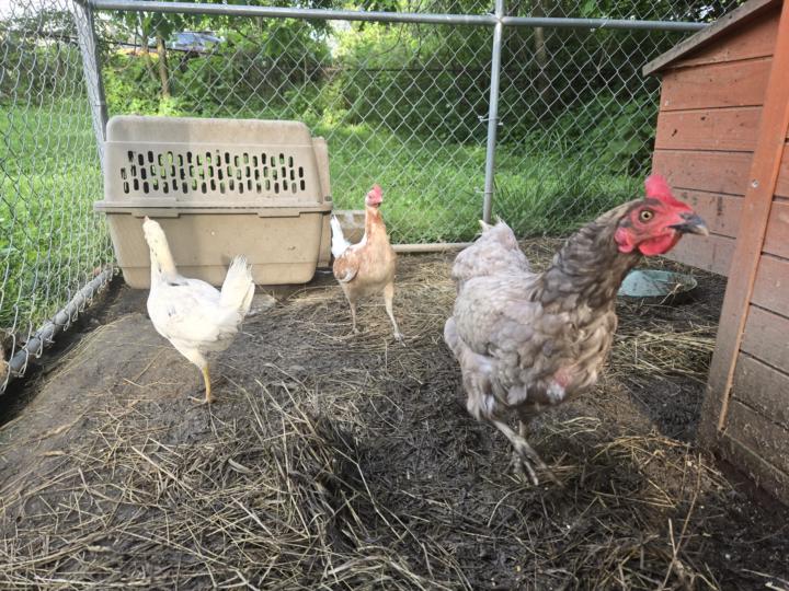 Just wanted to say hi from Laila's Safe Haven an adventure we have set on trying to help as many animals as possible, but please let me introduce the stars of the show....our flock